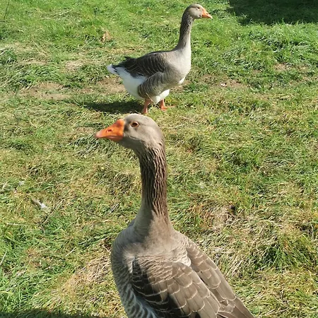 Maison Avec Vue Pyrenees Et Piscine Chauffee Дом отдыха *